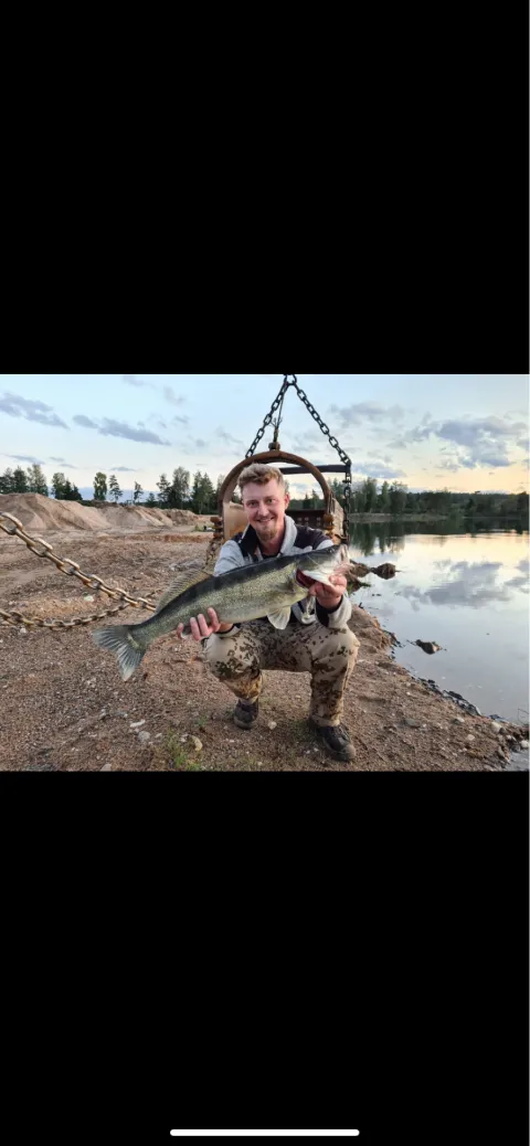 Zander
