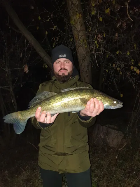 Zander