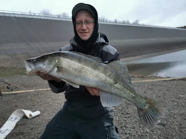 Zander