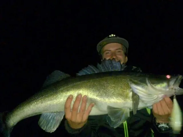 Zander