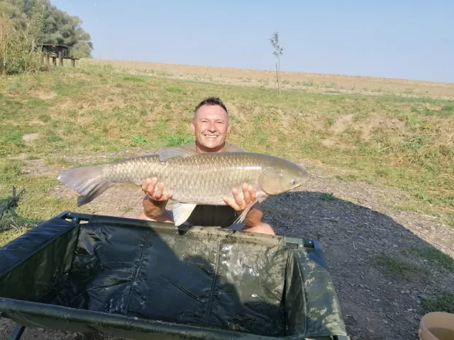 Graskarpfen