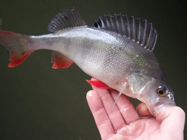 Flussbarsch