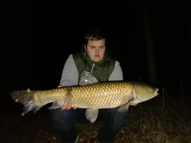 Graskarpfen