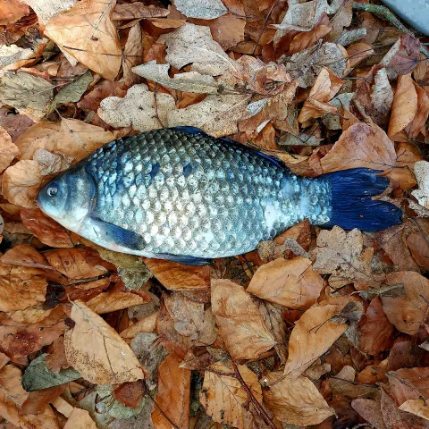 Giebel
