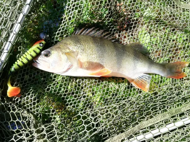 Flussbarsch