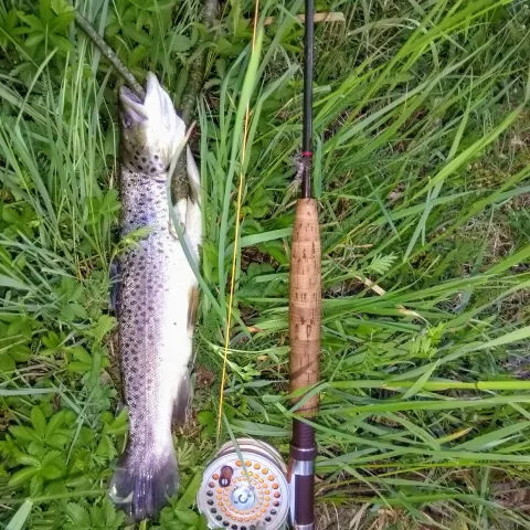 Bachforelle