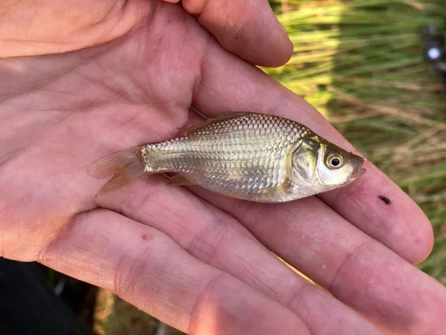 Karausche