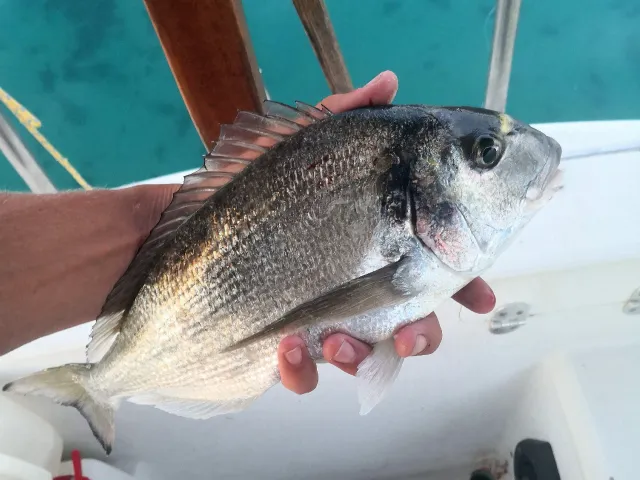 Dorade