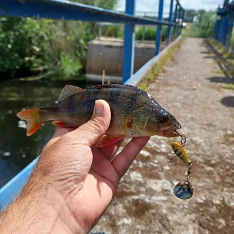 Flussbarsch