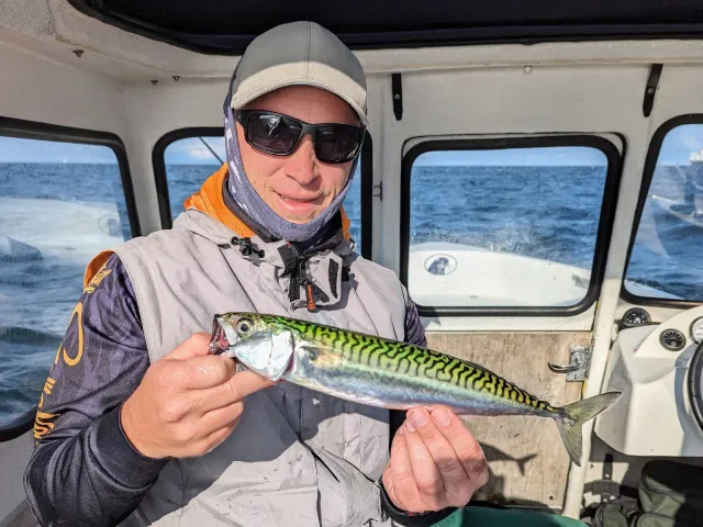 Makrele