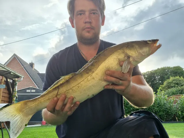 Zander