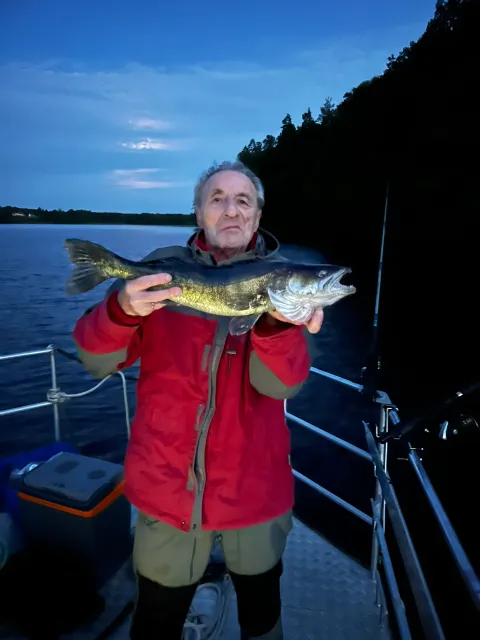 Zander