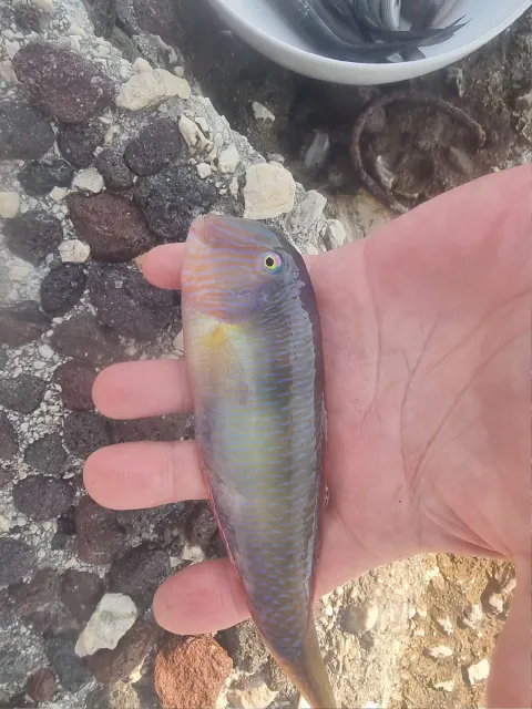 Lippfisch