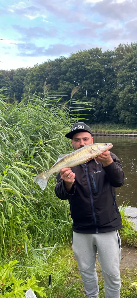 Zander