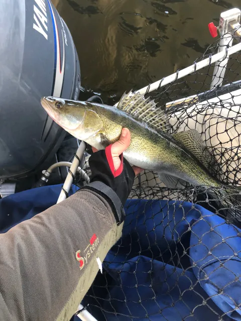 Zander