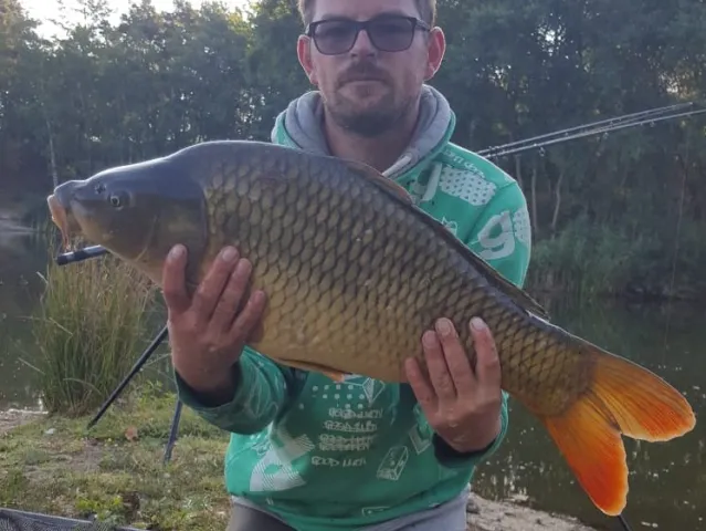 Karpfen