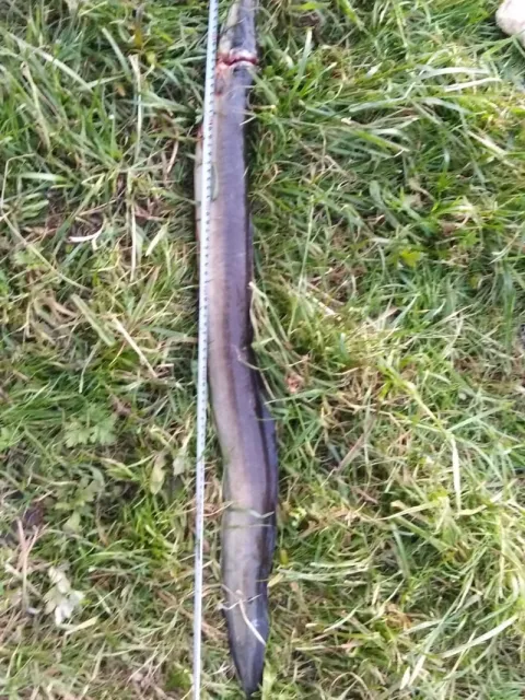 Aal