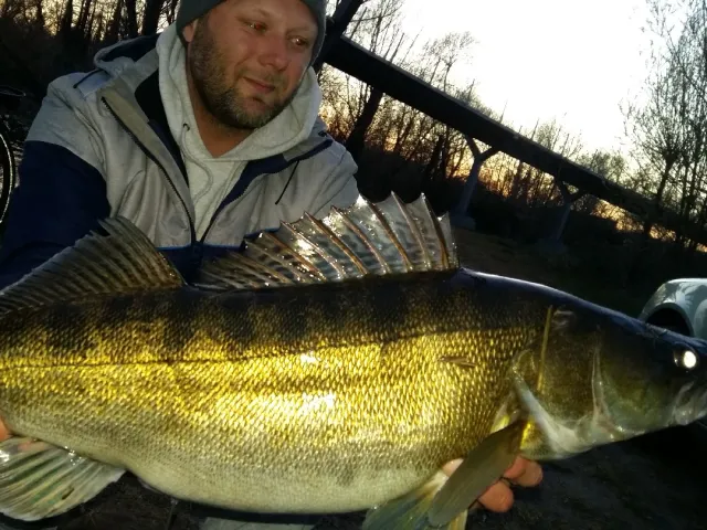 Zander
