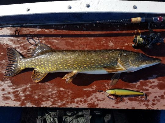 Titisee (Titisee - Neustadt) | ALLE ANGELN