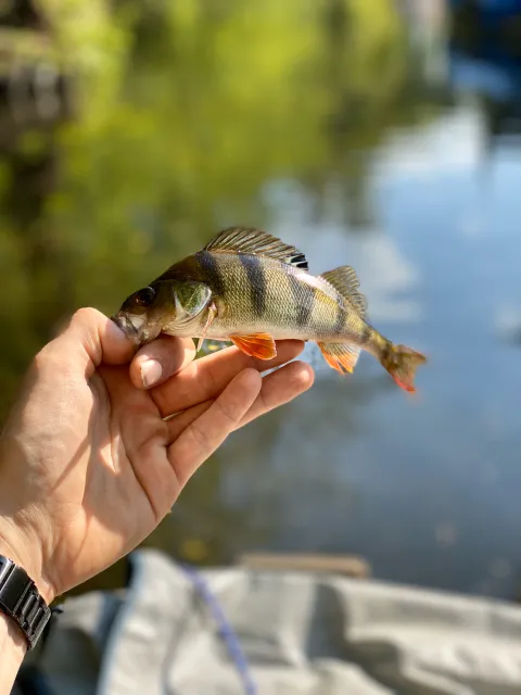 Flussbarsch