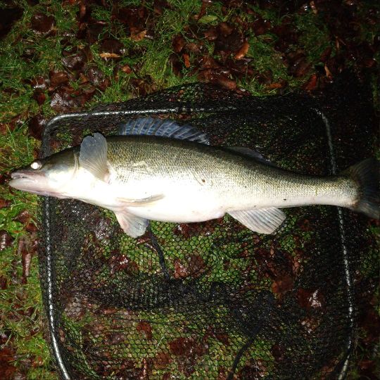 Zander