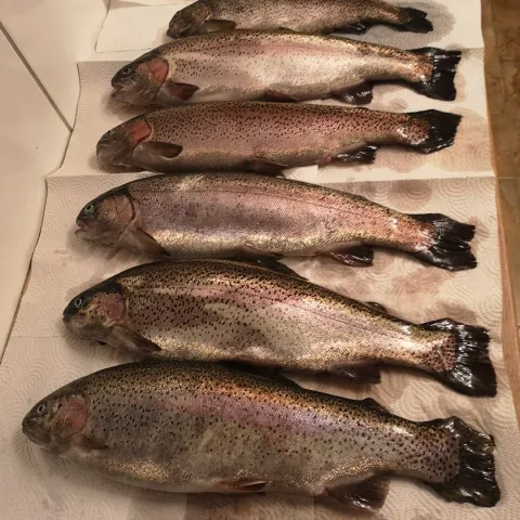 Regenbogenforelle
