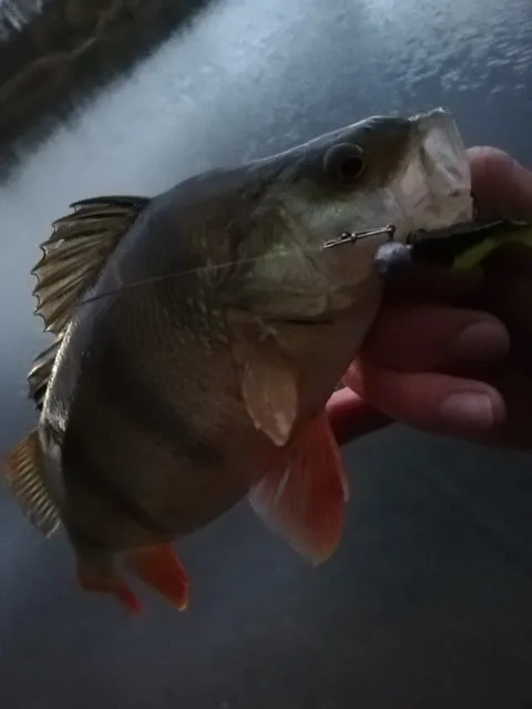 Flussbarsch