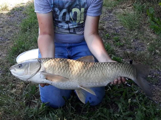 Graskarpfen