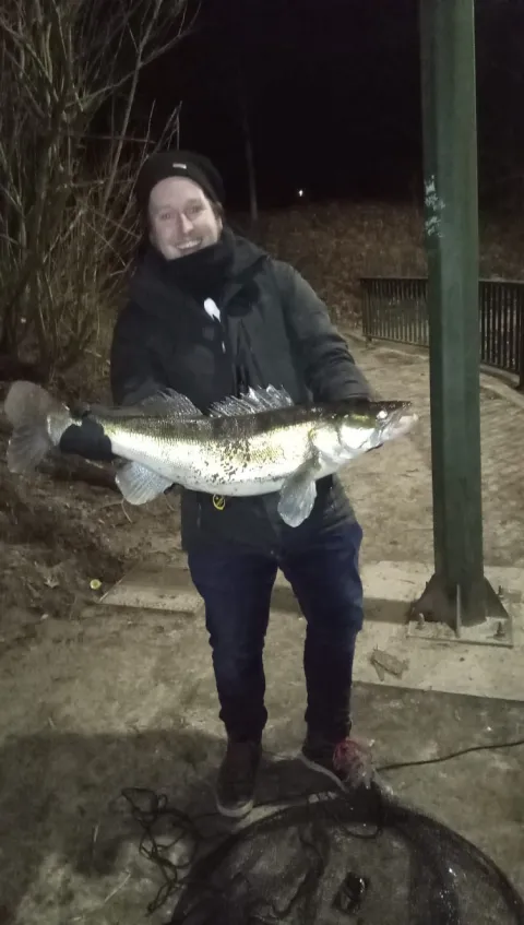 Zander