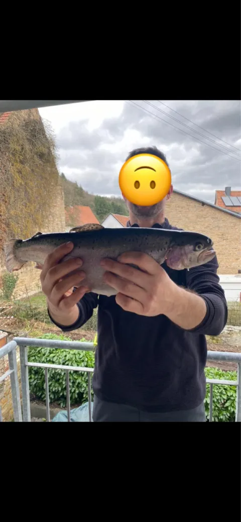 Regenbogenforelle