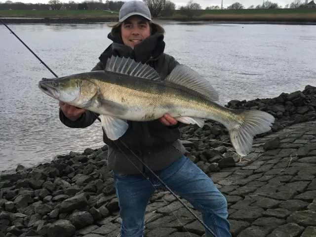 Zander