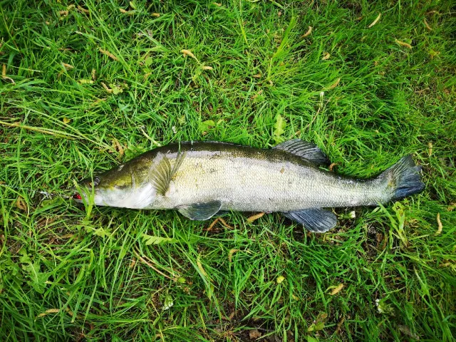 Zander