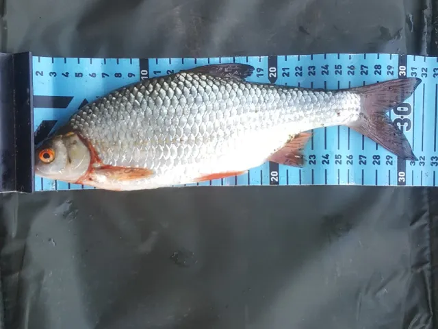 Rotauge