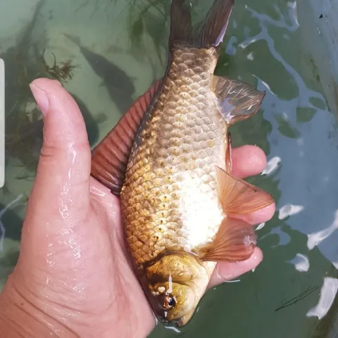 Goldfisch