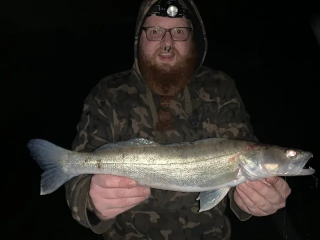 Zander