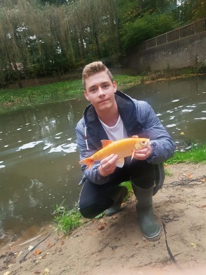 Goldorfe
