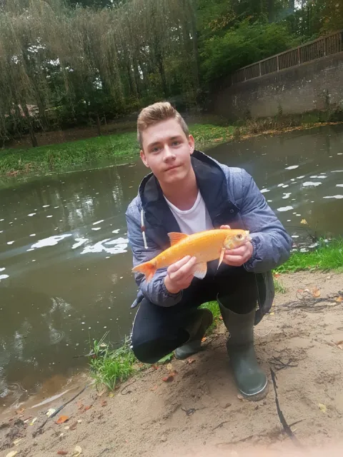 Goldorfe