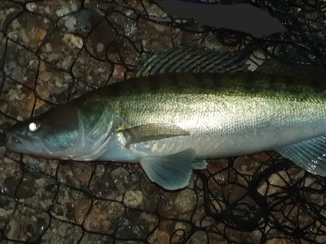 Zander