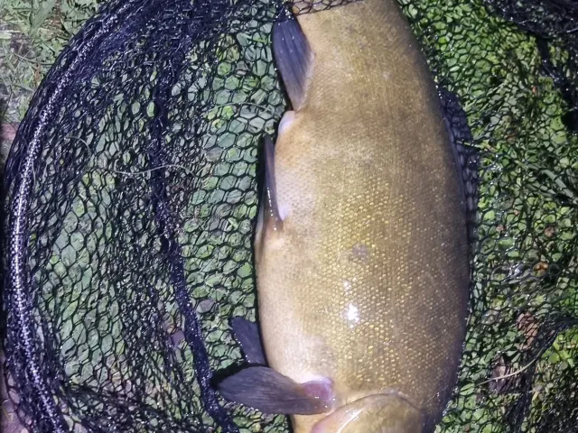 Schleie