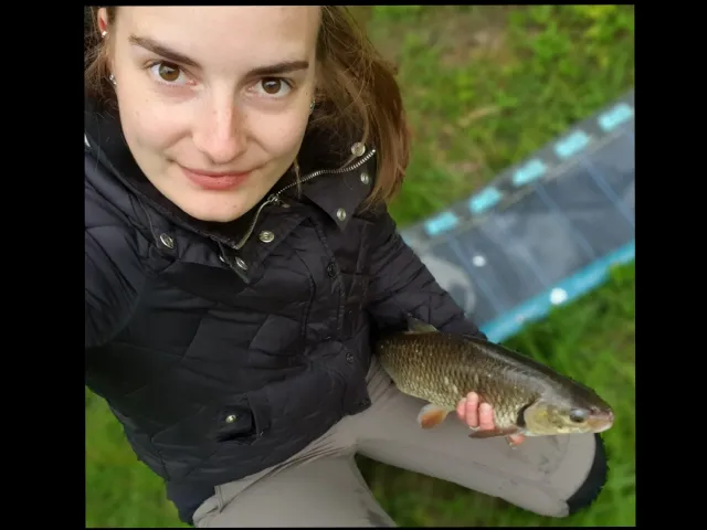 Döbel