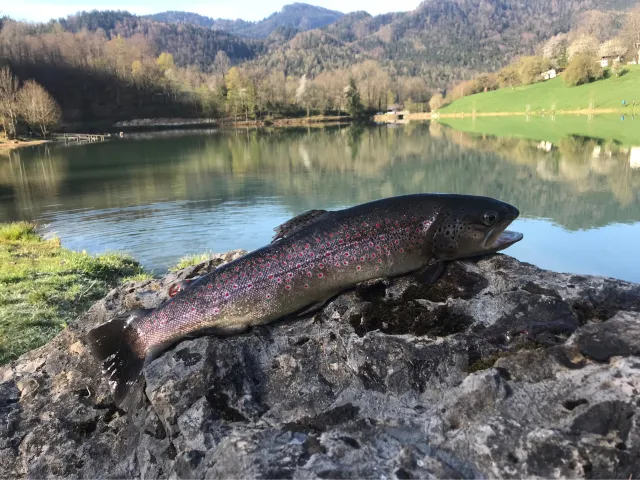 Bachforelle