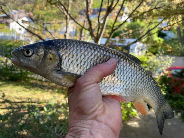 Döbel