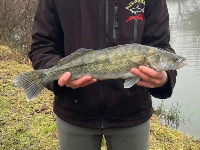 Zander
