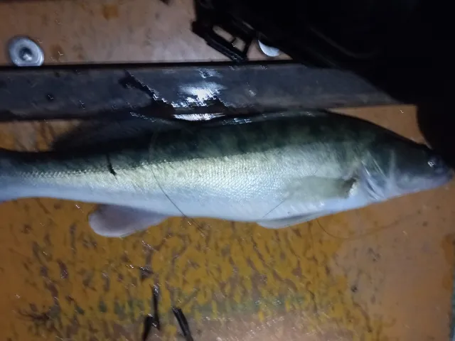 Zander