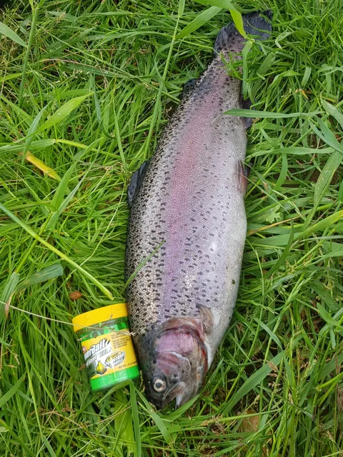 Regenbogenforelle