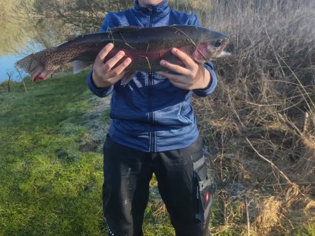 Regenbogenforelle