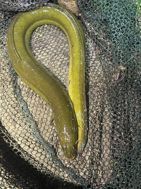 Aal