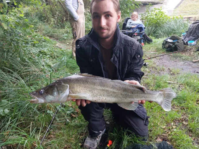 Zander