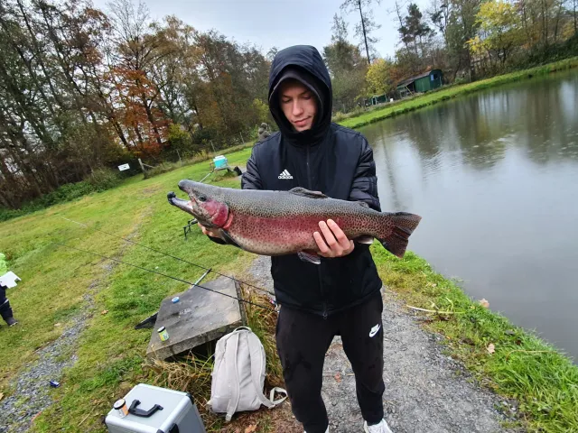 Regenbogenforelle