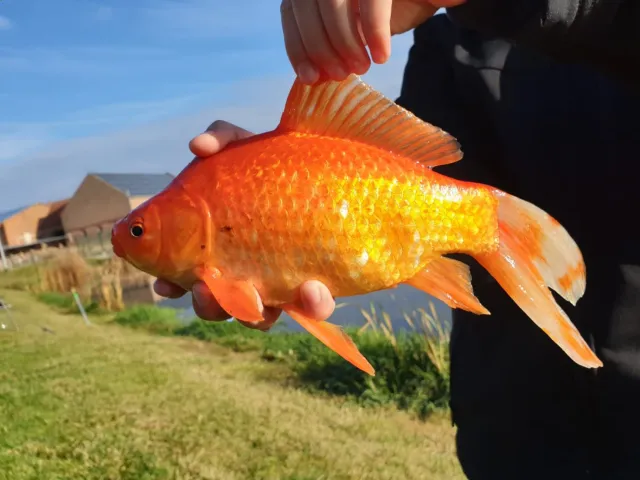 Goldfisch